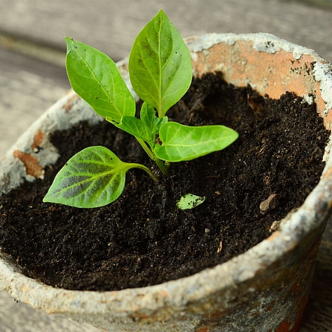 seedling in a pot of soil